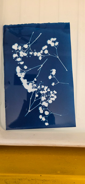 Cyanotypes